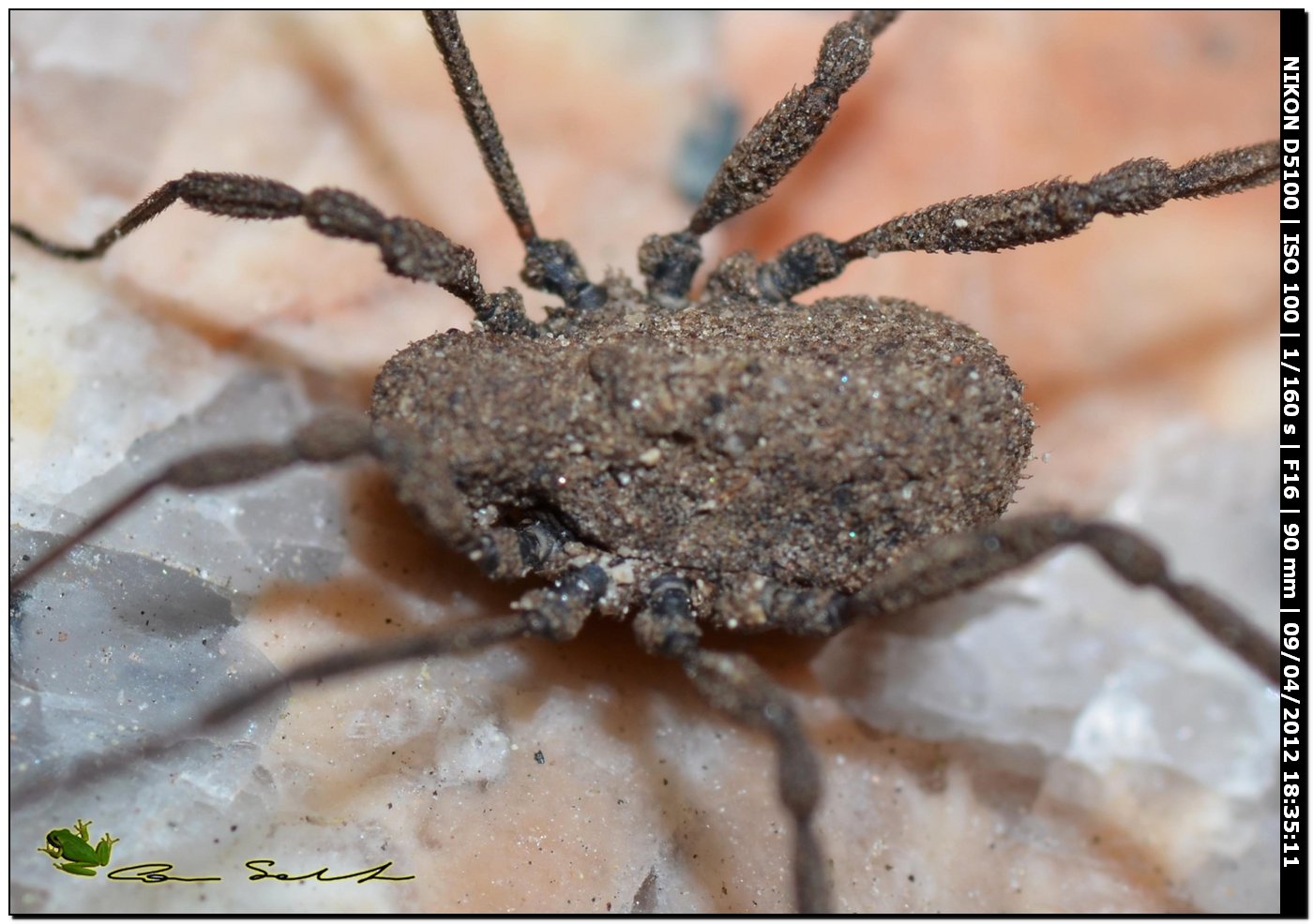 Dicranolasma sp. da Usini 87